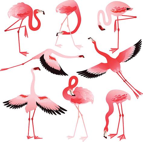 Lesser Flamingo Illustrations Royalty Free Vector