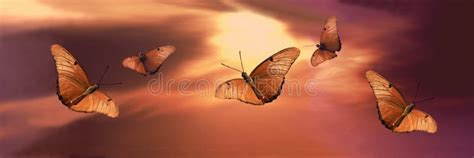 Butterflies At Sunset Stock Image Image Of Insects Sunrise 1120929