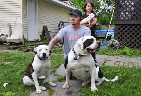 American Bulldog Pitbull Mix Puppies For Sale Online