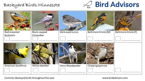 Top 33 Backyard Birds In Pennsylvania Free Picture Id Printable 2022