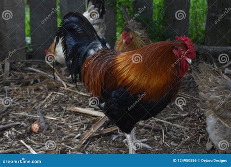 Lovely Rooster With Chickens In A Barn Yard Stock Photo Image Of