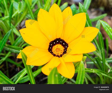 Yellow Gazania Flower Image And Photo Free Trial Bigstock
