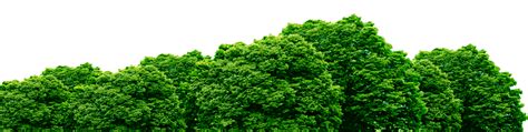 Forest Png Transparent Image Download Size 1750x441px