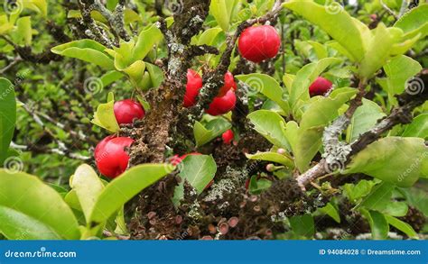 Barbados Cherry Stock Photo Image Of Brazil Fruit Macro