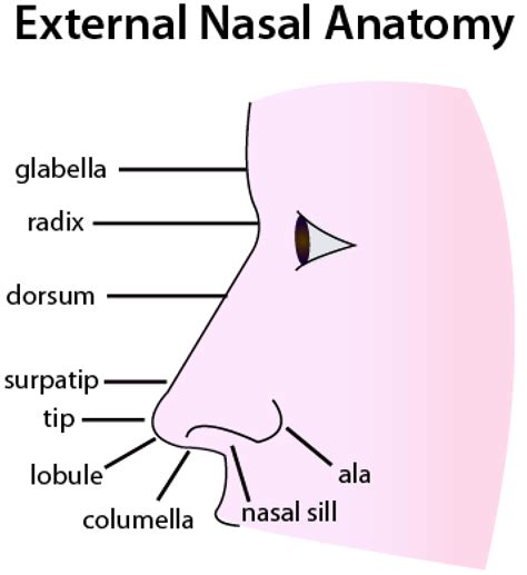 External Nose Anatomy Nasal Bridge