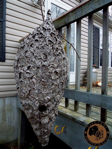 Bald Faced Hornet Nest By Samwaters Viewbug Com