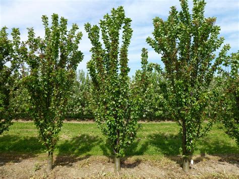 Fruit Trees Home Gardening Apple Cherry Pear Plum Columnar Fruit