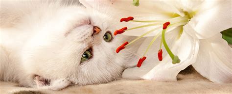 Signs And Symptoms Of Lily Poisoning In Cats Cat Meme Stock Pictures