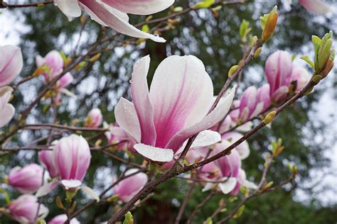 Botanical Tree Pink White Magnolia Flowers Photograph By Baslee Troutman