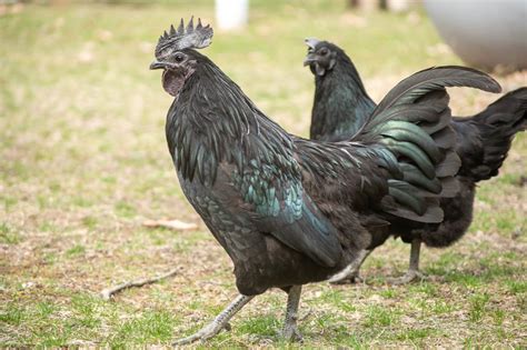 10 Rare And Exotic Chicken Breeds To Add To Your Flock