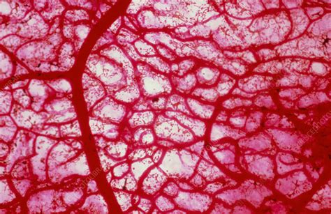 Blood Vessels Macrophotograph Stock Image P2120040 Science