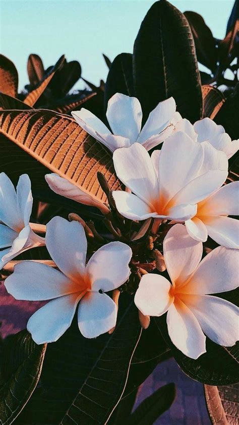 25 Perfect Wallpaper Aesthetic Flowers You Can Use It Free Of Charge