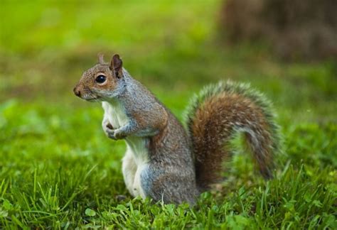 How Long Do Squirrels Live Lifespan Health Factors And Choices For
