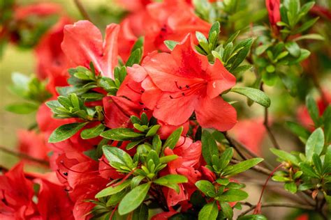 12 Colorful Shrubs For Year Round Color