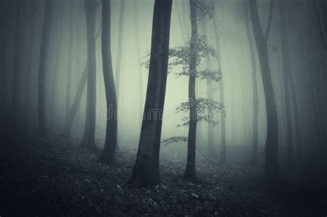 Foresta Eterea Scura Con Nebbia Fotografia Stock Immagine Di Luce