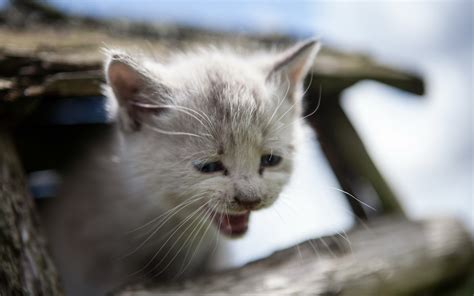 Cat Kitten Babies Face Wallpapers Hd Desktop And Mobile Backgrounds
