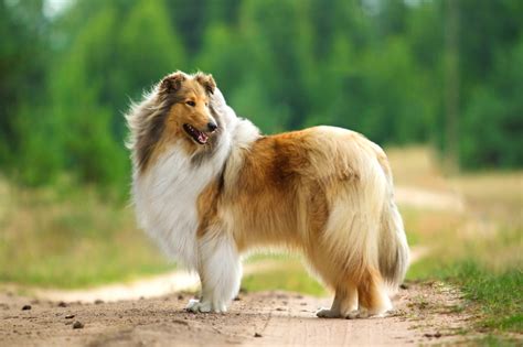 Tudo Sobre A Lassie Uma Das Cadelas Mais Famosas Da História