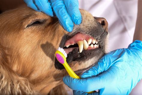 You may be wondering how to brush cat teeth and stay in one piece in the process. Home Dental Care - Friendship Hospital for Animals