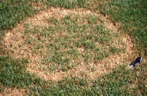Brown Patch Lawn Fungus On The Rise In Houston Dariengibbs