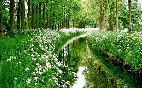 Download Green Flower Spring Forest Nature Creek Hd Wallpaper