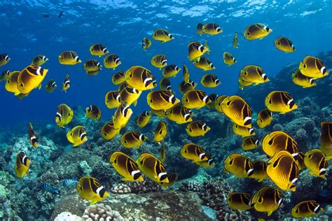 How Marine Protected Areas Help Fisheries And Ocean Ecosystems Center