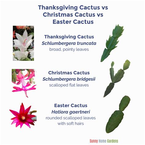 Christmas Cactus Vs Thanksgiving Cactus Vs Easter Cactus Sunny Home