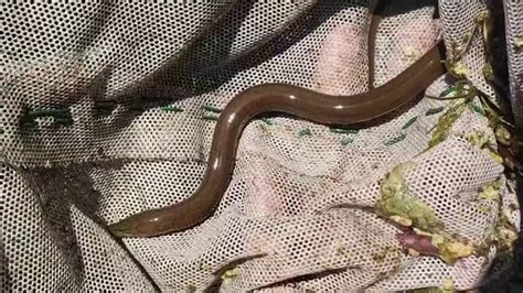 Invasive Asian Swamp Eels Spreading In The Everglades Nbc 6 South Florida