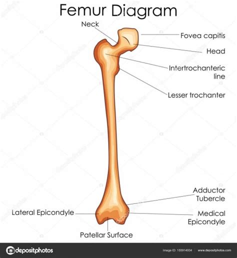 Distal end of right humerus. Leg Bone Diagram