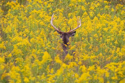 White Tailed Buck In Yellow Flowers Matthew Paulson Photography