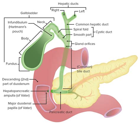 Laparoscopic Cholecystectomy Anatomy