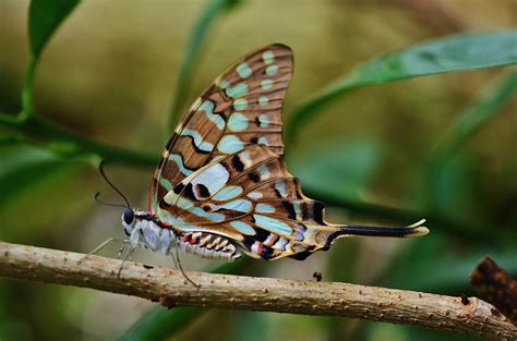 Free Picture Invertebrate Macro Colorful Wing Nature Insect