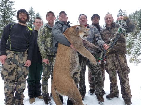 Mountain Lion Hunts 2014 Montana Hunting Outfitter