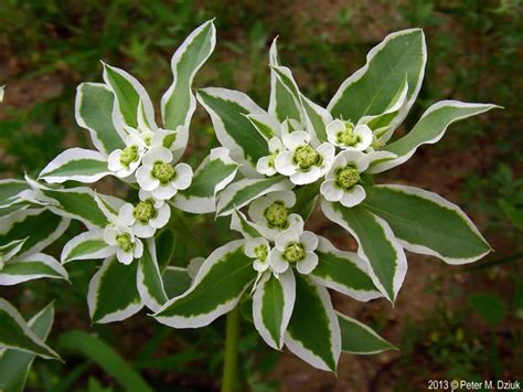 Euphorbia Marginata Snow On The Mountain Minnesota Wildflowers