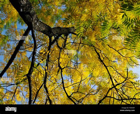Glorious Autumn Yellow Leaves Of A Juglans Nigra Eastern Black Walnut