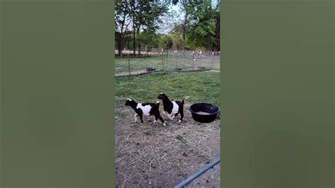 Playful Baby Goats Part 2 Babygoats Boergoat Goatfarm Youtube