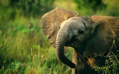 Fondos De Pantalla Bebé Elefante Fauna 2560x1600 Hd Imagen