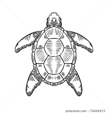 Sketch Sea Turtle Vector Hand Drawn Stock Illustration