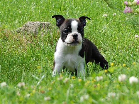 Cute Puppy Dogs Cute Boston Terrier Puppies