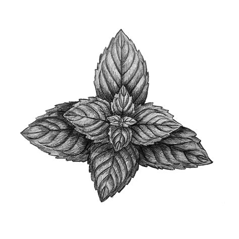 Black And White Botanical Collection — Botanical Illustration Studio By
