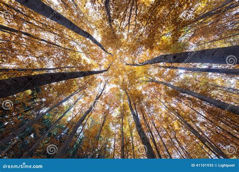 Autumn Forest Treetops Stock Image Image Of Environment 41101935