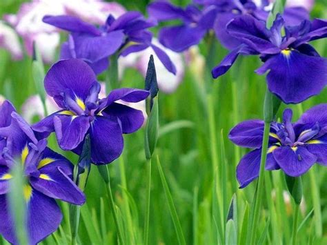 Agricultural Online French National Flower Iris