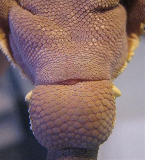 Male plants are often taller, giving them a pollen distribution advantage when their cannabis professionals sometimes use dna testing of leaf material from a young cannabis plant to determine whether it is male or female. Crested Gecko (Correlophlus ciliatus) info - JPS Geckos