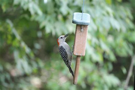 Woodpeckers In Indiana 7 Species With Pictures Wild