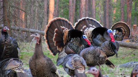 Turkey Grand Slam Which Turkey Subspecies Is The Toughest The Best