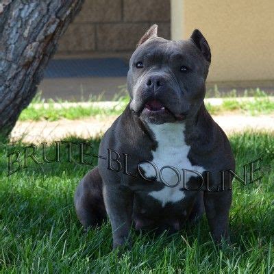 We also ship puppies worldwide. BLUE NOSE POCKET PITBULL PUPPIES FOR SALE BRUTE BLOODLINE ...