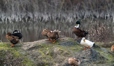 Colorful Ducks On Lake Shore Stock Image Image Of Ornithology Head