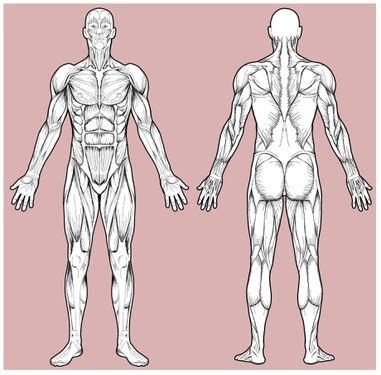 Learning the names of muscles can be very confusing or even overwhelming for someone learning this information for the first time. Full Body Muscle Names Chart - leg muscle and tendon ...