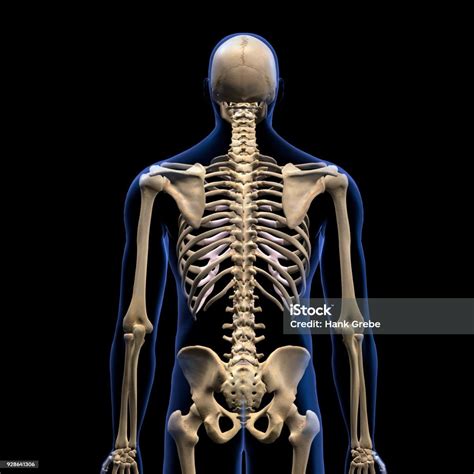 Esqueleto Humano Vista Posterior Foto De Stock Y Más Banco De Imágenes