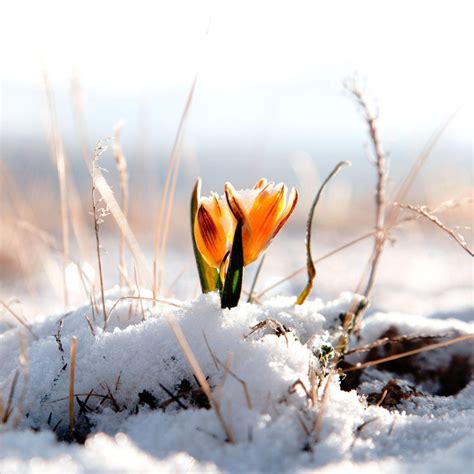 Flowers In Snow Wallpapers Top Free Flowers In Snow Backgrounds