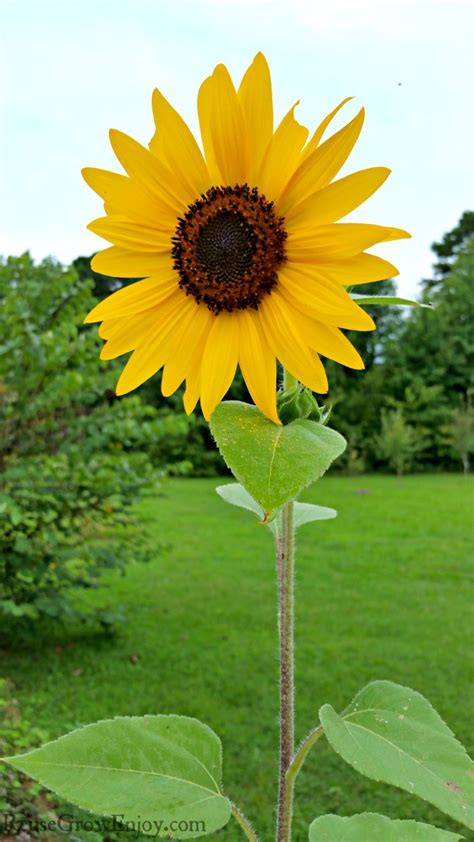 Tips For Growing Sunflowers And Types And Uses Reuse Grow Enjoy